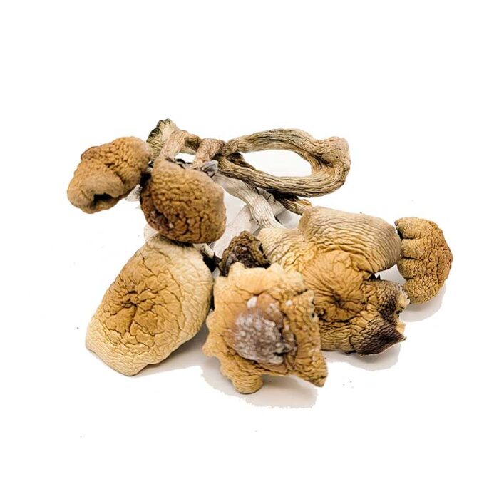 B+ Magic Mushrooms For Sale Oregon