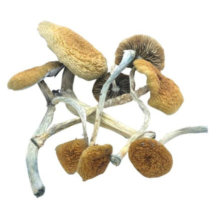 Mazatapec Mushrooms For Sale Online Oregon