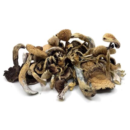 Golden Teacher Mushrooms For Sale Oregon